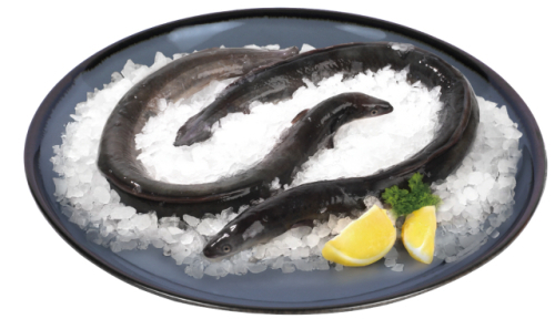 해양수산부가 설 명절을 앞두고 15일부터 2월 13일까지 약 한 달간 민물장어 원산지 표시 기획단속을 실시한다. 사진은 해수부가 2026년 1월 이달의 수산물로 선정한 민물장어. 해수부 제공