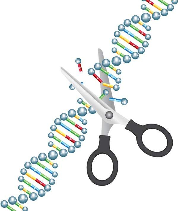 생명공학에서는 크리스퍼(CRISPR·유전자의 특정 부위를 정확히 잘라내고 편집하는 유전자 가위 기술)를 통해 선천성 질병을 태아 단계에서 치료할 수 있다. 한국유전자협회 제공