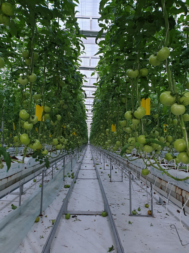 토마토 수확량 예측 AI는 총 20개 데이터값을 통해 수확량을 예측하고 다른 농장과의 비교를 통해 수확량을 높일 방법도 제시한다. 경남도농업기술원 제공