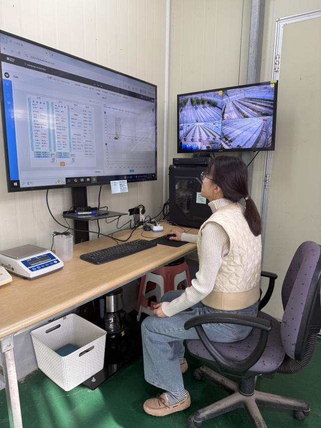 경남도농업기술원 김성란 연구사가 토마토 수확량 예측 AI 모델에 데이터값을 기재하고 있다. 경남도농업기술원 제공