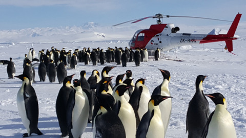 남극의 황제펭귄 서식지를 방문하자 펭귄들이 호기심에 헬기 주변으로 몰려온다. 김예동 제공