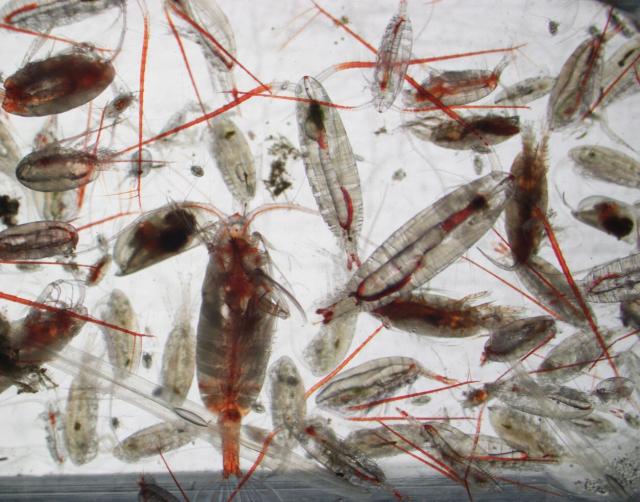 북극해에 출몰한 태평양 생물들..."가을 문턱 못 넘어" - 뉴스 썸네일 이미지