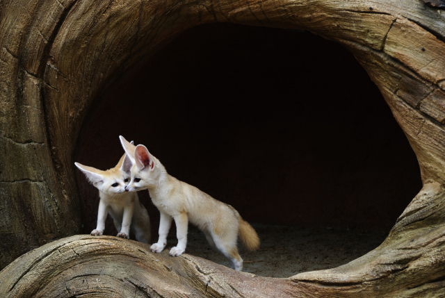 2012년 서울대공원 동물원에서 촬영한 사막여우 두 마리. 저자는 보호와 감금의 경계 어딘가에 있는 동물원을 어떻게 바라봐야 하는지 묻는다. 효형출판 제공