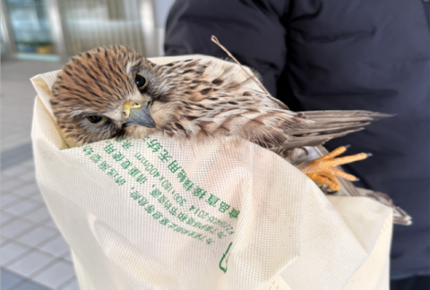 진흥원, 도심서 천연기념물 황조롱이 구조… ‘조류 충돌 예방·대응체계 강화’