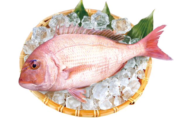 2월 이달의 수산물로 선정된 참동(사진은 참돔 원물). 해수부 제공