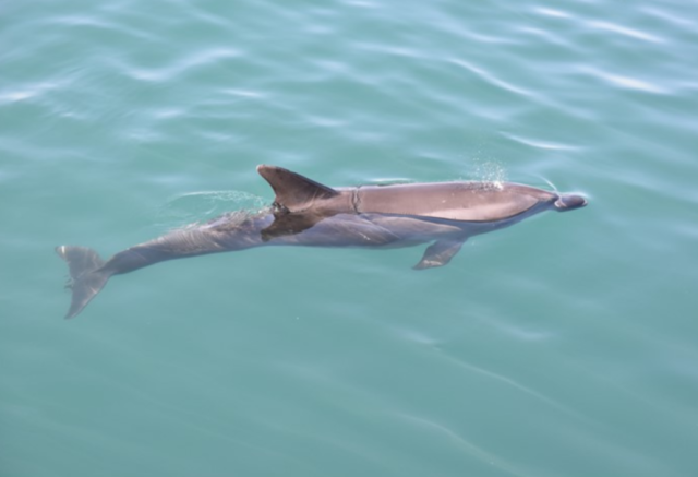 2월 이달의 해양생물로 선정된 큰돌고래. 출처: 국립수산과학원 고래연구소. 해수부 제공