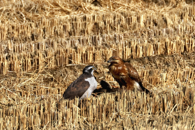 말똥가리가 가로챈 먹이를 먹는 동안 참매가 자리를 떠나지 않고 미련이 남은 듯 지켜보고 있다. 먹이를 사이에 두고 펼쳐지는 두 맹금류의 날카로운 신경전이 야생의 생존 경쟁을 고스란히 보여준다. 윤기득 사진작가 제공