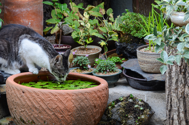 클립아트코리아