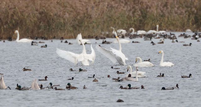 부산의 시민단체가 2일 세계 습지의 날을 맞아 논평을 내고 부산시에 낙동강 하구 습지 훼손과 이기대 해안 개발 중단을 촉구했다. 사진은 2024년 11월 부산 낙동강 하구 명지갯벌을 찾은 고니 무리. 부산일보DB
