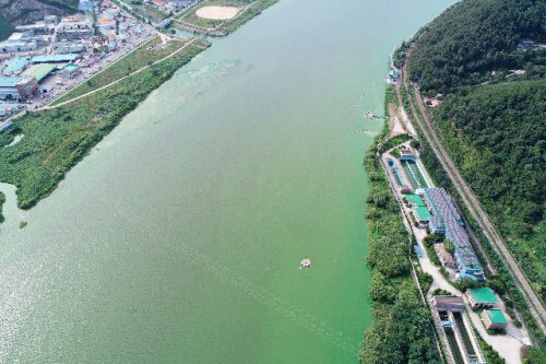 2018년 8월, 부산 시민의 식수원인 경남 양산시 물금읍 물금취수장 앞 낙동강이 녹조 확산으로 녹색으로 변해 있는 모습. 부산일보DB