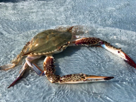 한국수산자원공단, 전남 진도·신안 연안에 신규 수산자원조성사업 추진