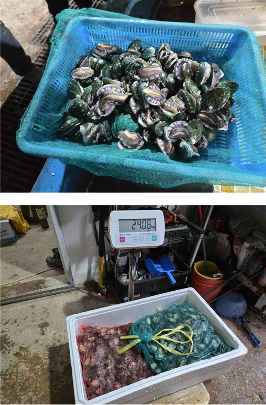 전복 종자방류 현지 검수 작업. 수산자원공단 제공