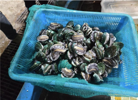 한국수산자원공단, 경남 사천 해역에 전복 종자 약 6.4만 마리 방류