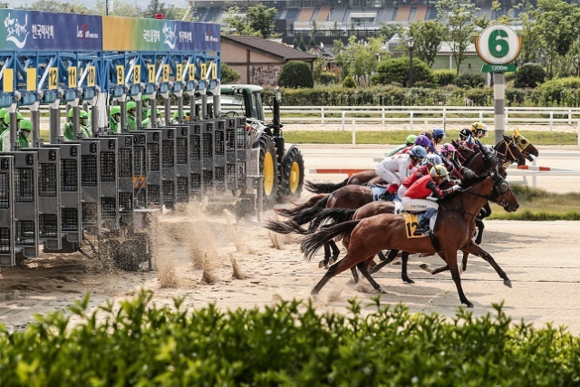 한국마사회는 설 연휴가 끝난 뒤, 2월 20일부터 22일까지 서울·부산경남·제주 3개 경마공원을 전면 휴장한다고 19일 밝혔다. 사진은 말들이 출발대에서 뛰어나가는 모습. 한국마사회 제공