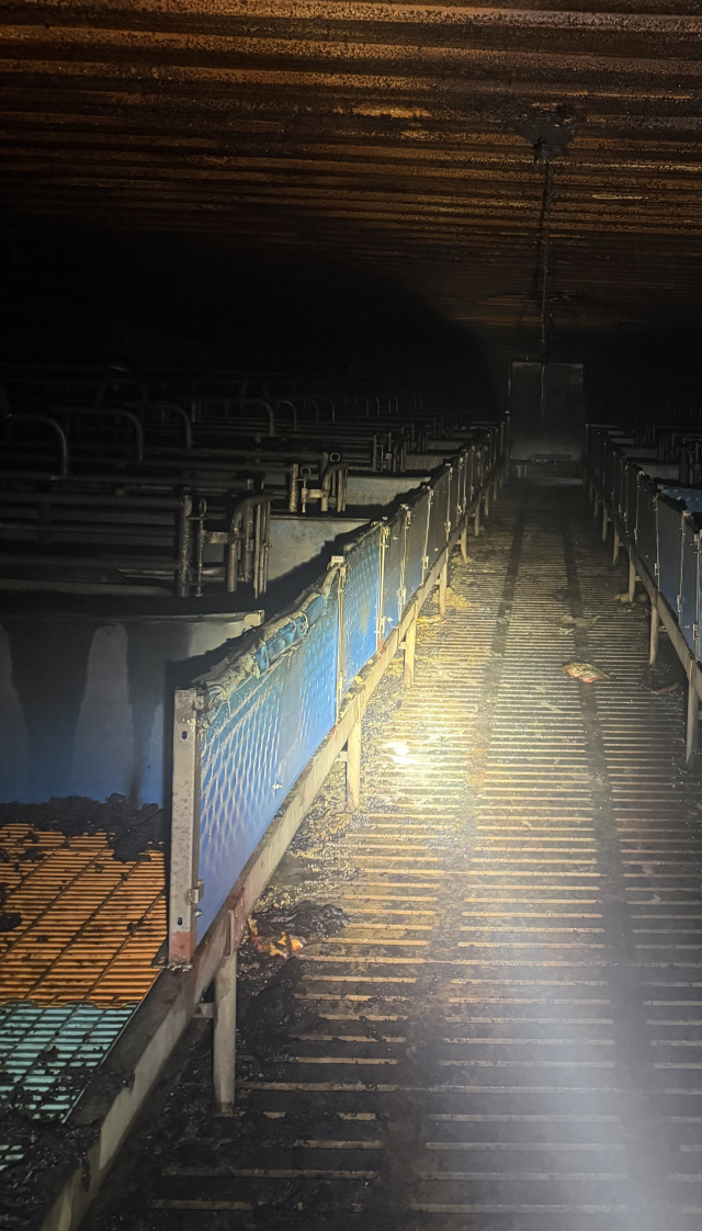 19일 오후 4시 45분께 산청군 신등면 장천리 한 축사에서 불이 나 돼지 189마리가 폐사했다. 경남소방본부 제공