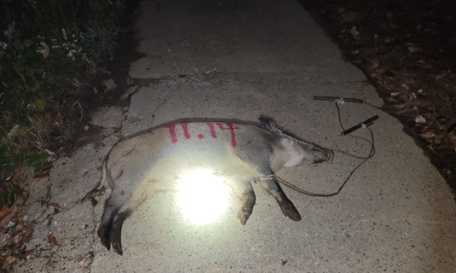 지난해 11월 부산 기장군에서 포획된 멧돼지. 기장군청 제공