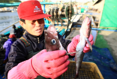 2011년에는 동해안에서 자취를 감췄던 명태가 적은 양이지만 일부 잡혀 눈길을 끌었다. 연합뉴스