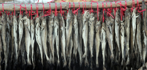 강원도 평창군 대관령면 횡계리 한 황태덕장에서 명태가 황태로 변하고 있다. 연합뉴스