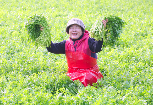 25일 경남 함양군 백전면 백운리 윗 새재농원 시설하우스에서 김복자 씨가 청정 밭미나리를 들어 보이고 있다. 백운산 자락에서 자란 미나리는 해발 600ｍ 고랭지에서 지하 암반수로 친환경적으로 재배해 향이 진하며 줄기가 부드럽고 아삭한 식감이 일품이다. 함양군 제공