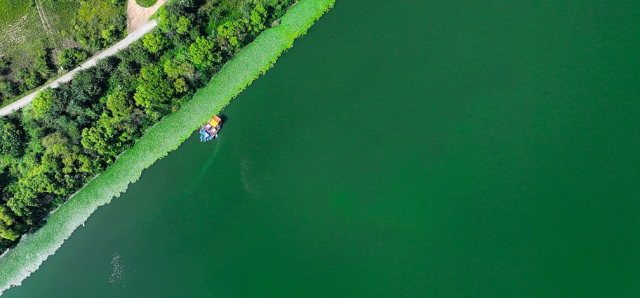 지난해 8월 29일 대구 달성군 강정고령보 인근 낙동강에 녹조가 발생해 조류경보 '경계'단계가 발령된 가운데 녹조제거선이 운영되고 있다. 연합뉴스