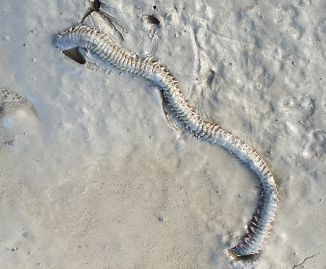 흰이빨참갯지렁이(Paraleonnates uschakovi). 해수부 제공