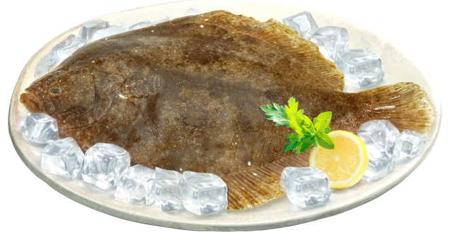 3월 이달의 수산물로 선정된 도다리(원물 사진). 해수부 제공