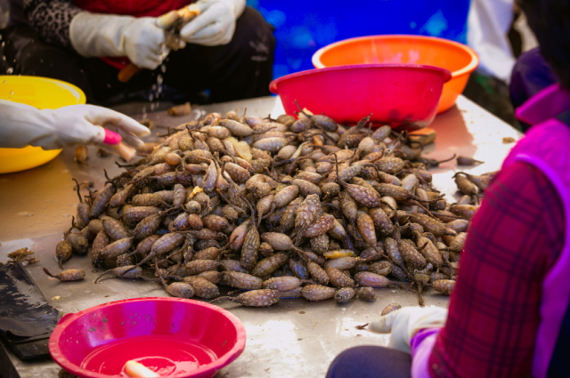 창원시 특산물이 미더덕. 창원시 제공