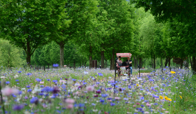경남 거창군 대표 관광지 ‘거창 창포원’ 전경. 거창군 제공