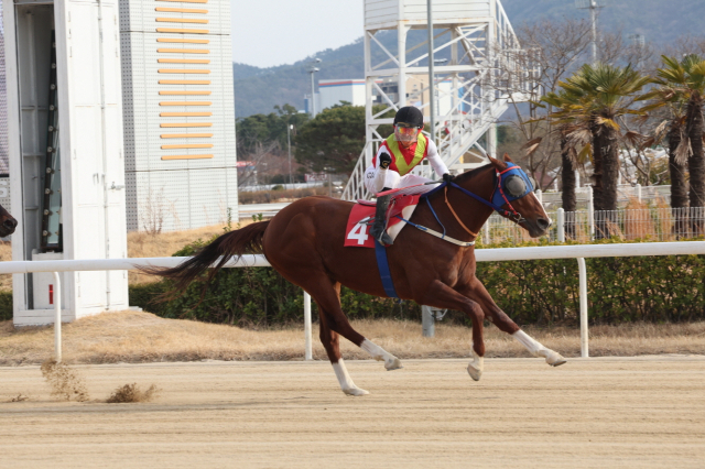 지난 8일 부산 강서구 렛츠런파크에서 열린 20회 부산일보배 대상경주에서 우승한 빈체로카발로. 렛츠런파크부산경남 제공