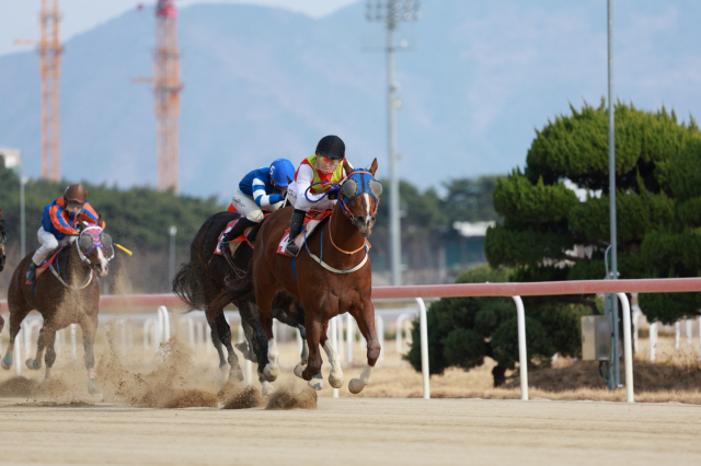 지난 8일 부산 강서구 렛츠런파크에서 열린 20회 부산일보배 대상경주에서 우승한 빈체로카발로. 렛츠런파크부산경남 제공