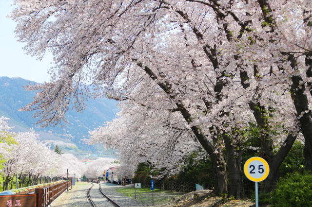 우리나라 최대 규모 벚꽃축제인 ’진해군항제‘가 오는 27일부터 내달 5일까지 10일간 경남 창원시 진해구 전 지역에서 열린다. 사진은 지난해 진해 경화역에 벚꽃이 핀 모습. 창원시 제공