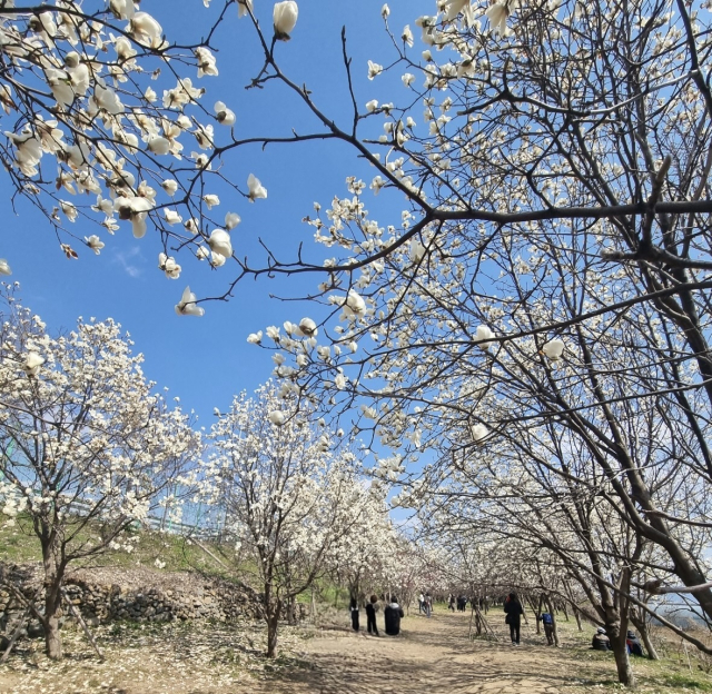 지난해 만개한 목련을 찾아 ‘김해시민의 숲’을 찾은 방문객들. 김해시 제공