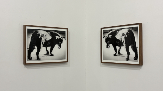 네거티브 갤러리 '모리야마 다이도'전시 전경. 사진은 '들개' 시리즈. 김은영 기자 key66@