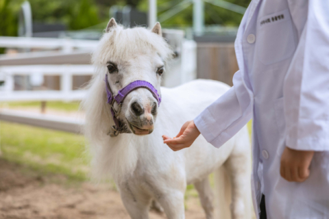 렛츠런파크 부산경남, ‘홀스테라피’ 본격 운영