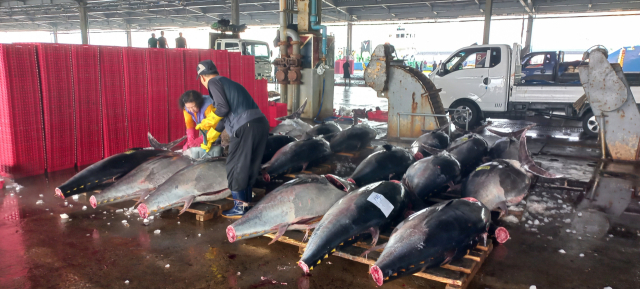 참다랑어 선도 하락 문제를 해결하기 위해 선사가 유통업계와 직거래에 나선다. 부산공동어시장에서 작업 중인 참다랑어 모습. 부산시 제공