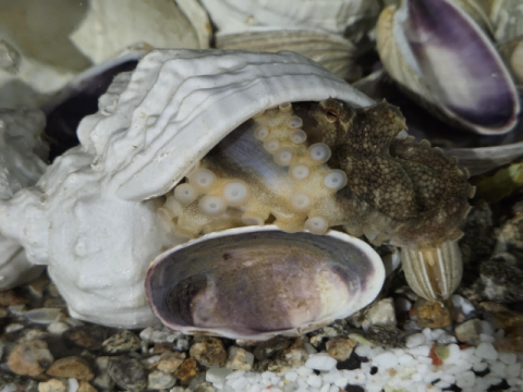 한국수산자원공단, 고창 해역에 주꾸미 산란서식장 조성 박차