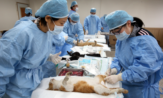 길고양이 중성화 시술 모습. 부산일보DB