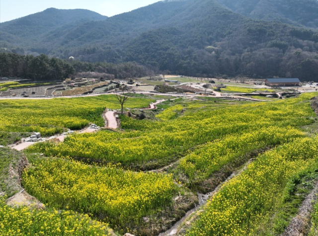 경남 남해군 파라다랑스에 유채꽃이 개화해 상춘객 발걸음을 이끌고 있다. 남해군 제공
