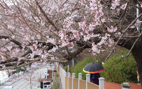 이달 말 벚꽃 절정