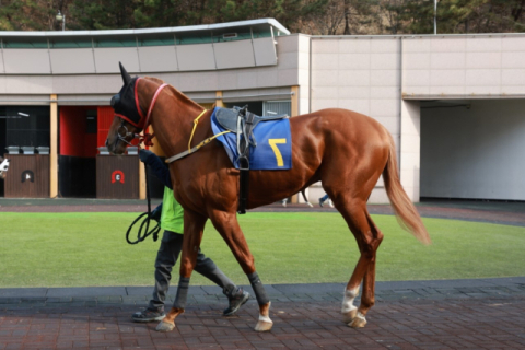 삼관마를 향한 질주 시작... KRA컵 마일(G2) 개최