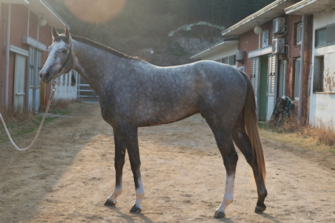 KRA컵 마일 출전마 플러터.