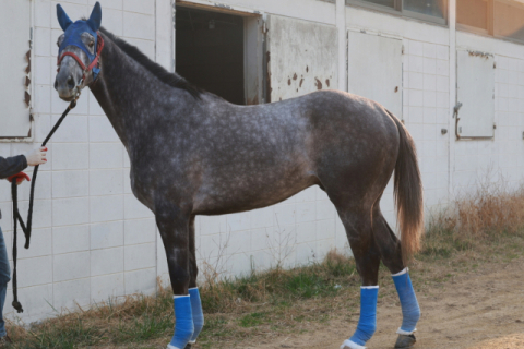 KRA컵 마일 출전마 라이브스타.