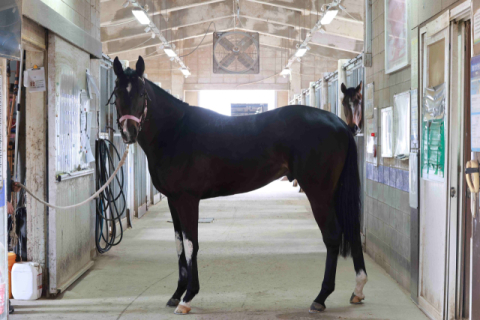 KRA컵 마일 출전마 청춘은자유.
