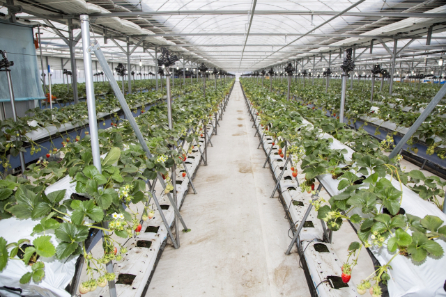 울산 북구 딸기 농가 내부. 울산북구청 제공