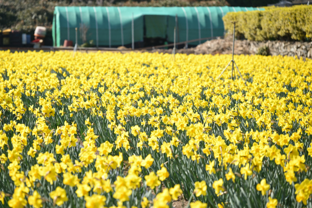 공곶이 수목원을 노랗게 물들인 수선화 군란. 거제시 제공