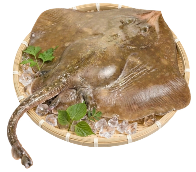 홍어. 해수부 제공