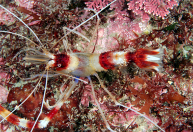 청소새우(Stenopus hispidus). 출처: MBRIS, 해수부 제공