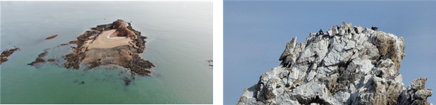 (왼쪽) 상공에서 바라본 안마도의 모습(드론 촬영). (오른쪽) 안마도 가마우지 서식지(출처: 무인도서연구센터). 해수부 제공