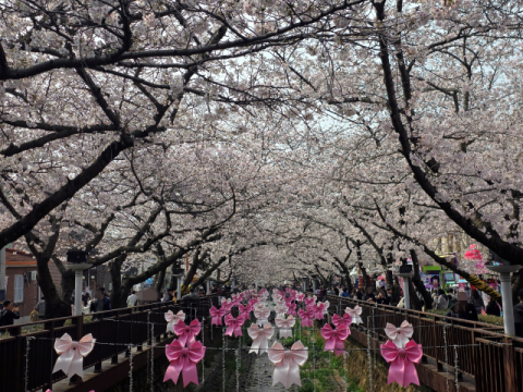 벚꽃 개화 예측 왜 이리 빗나가나 했더니…