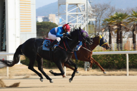 KRA컵 마일 우승마 3번 '퍼니와일드'와 '서승운' 기수.
